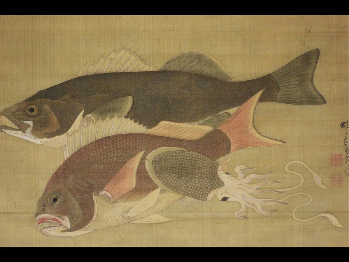 Yahoo!オークション - 掛軸 魚類図 鮮魚図 (鯛鱸烏賊)三木文柳 Yahoo!オークション - 掛軸 魚類図 鮮魚図 (鯛鱸烏賊)三木文柳
