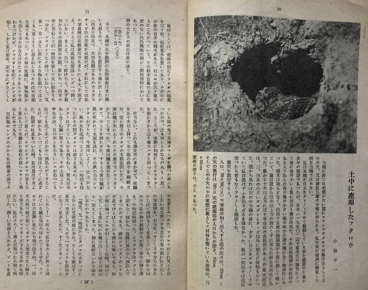 【希少】野鳥 昭和27年 3月号 1952年 日本野鳥の会 うぐいす特集 雑誌 鳥類 野鳥観察 バードウォッチング 1950年代 昭和レトロの画像6