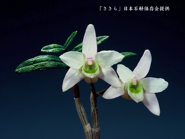 Yahoo!オークション - 山野草 セッコク 長生蘭 『さらら』 Yahoo!オークション - 山野草 セッコク 長生蘭 『さらら』