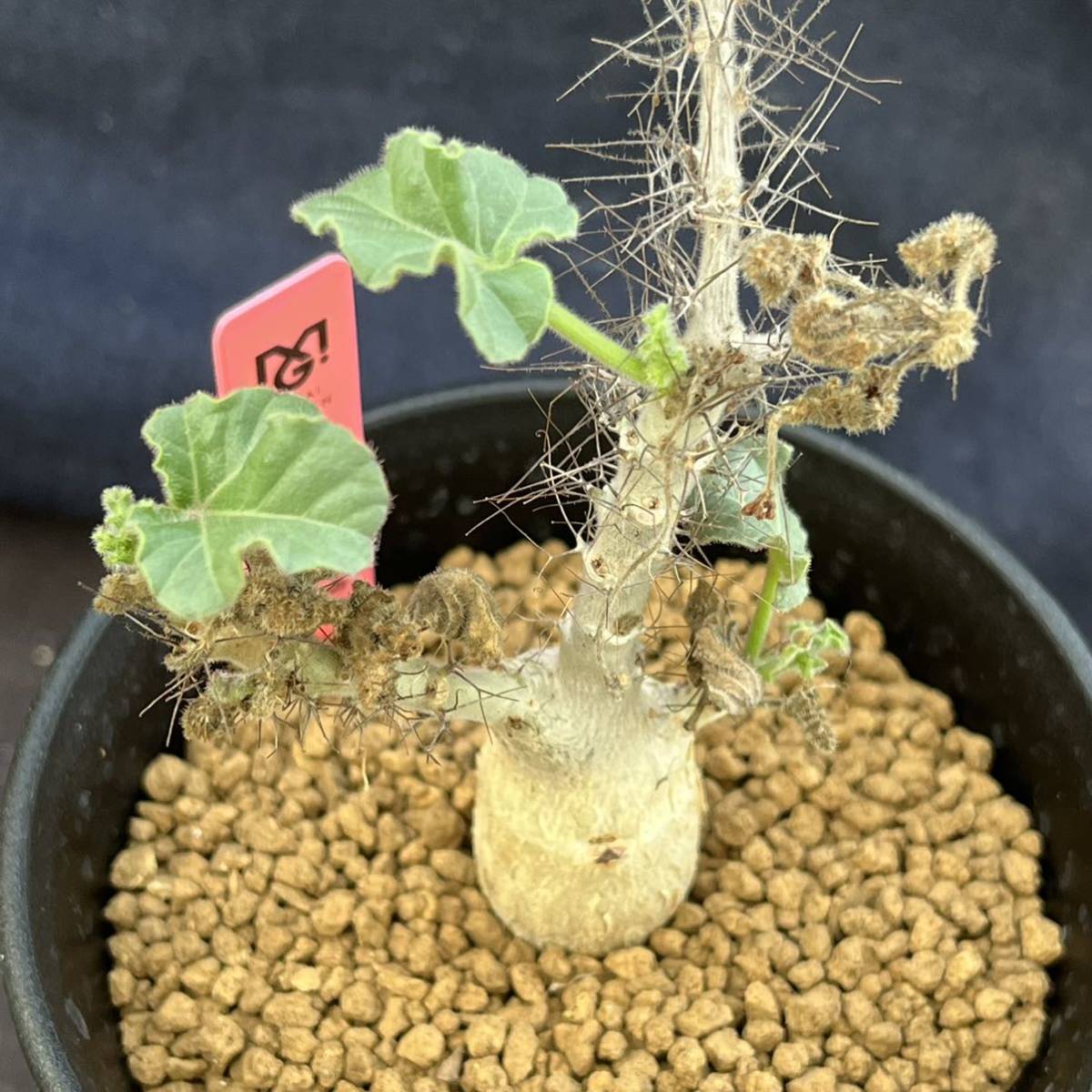 ☆サボテン・多肉植物☆806☆ ヤトロファ マルギナータ jatropha ☆サボテン・多肉植物☆806☆ ヤトロファ マルギナータ jatropha