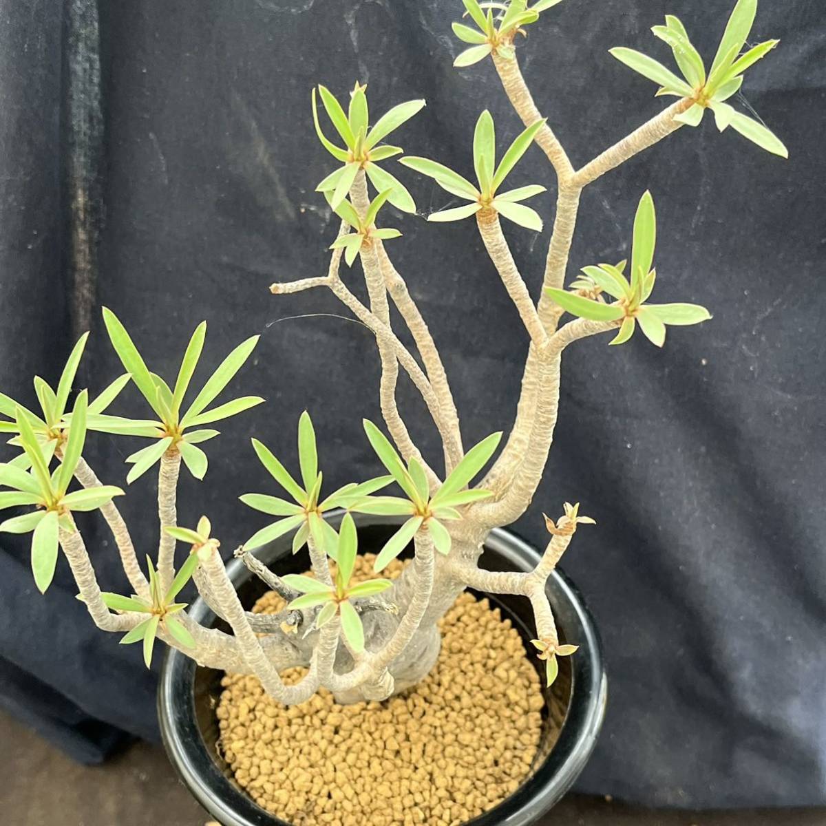 ☆サボテン・多肉植物☆844☆ ユーフォルビア・バルサミフェラ ☆サボテン・多肉植物☆844☆ ユーフォルビア・バルサミフェラ