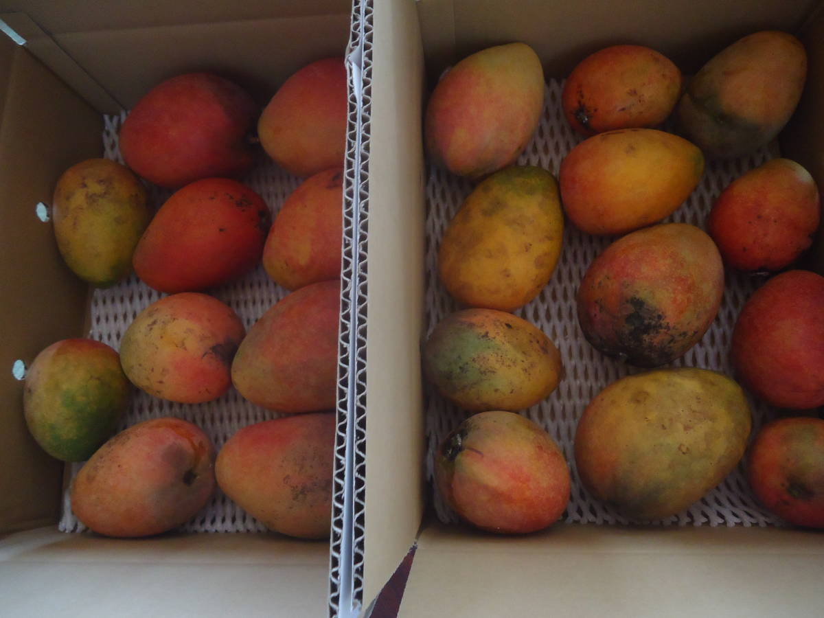 宮古島産 アップルマンゴー加工用 12－18玉で約5㎏以上 送料無料