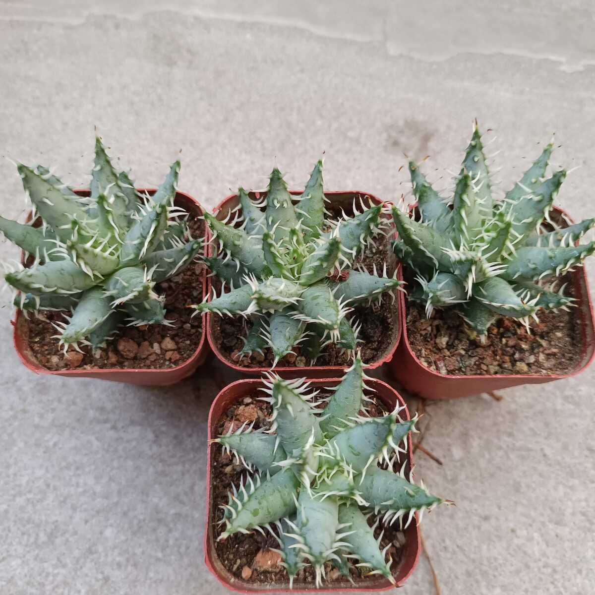 多肉植物 アロエ エリナケア Aloe erinacea 4株セット _画像4