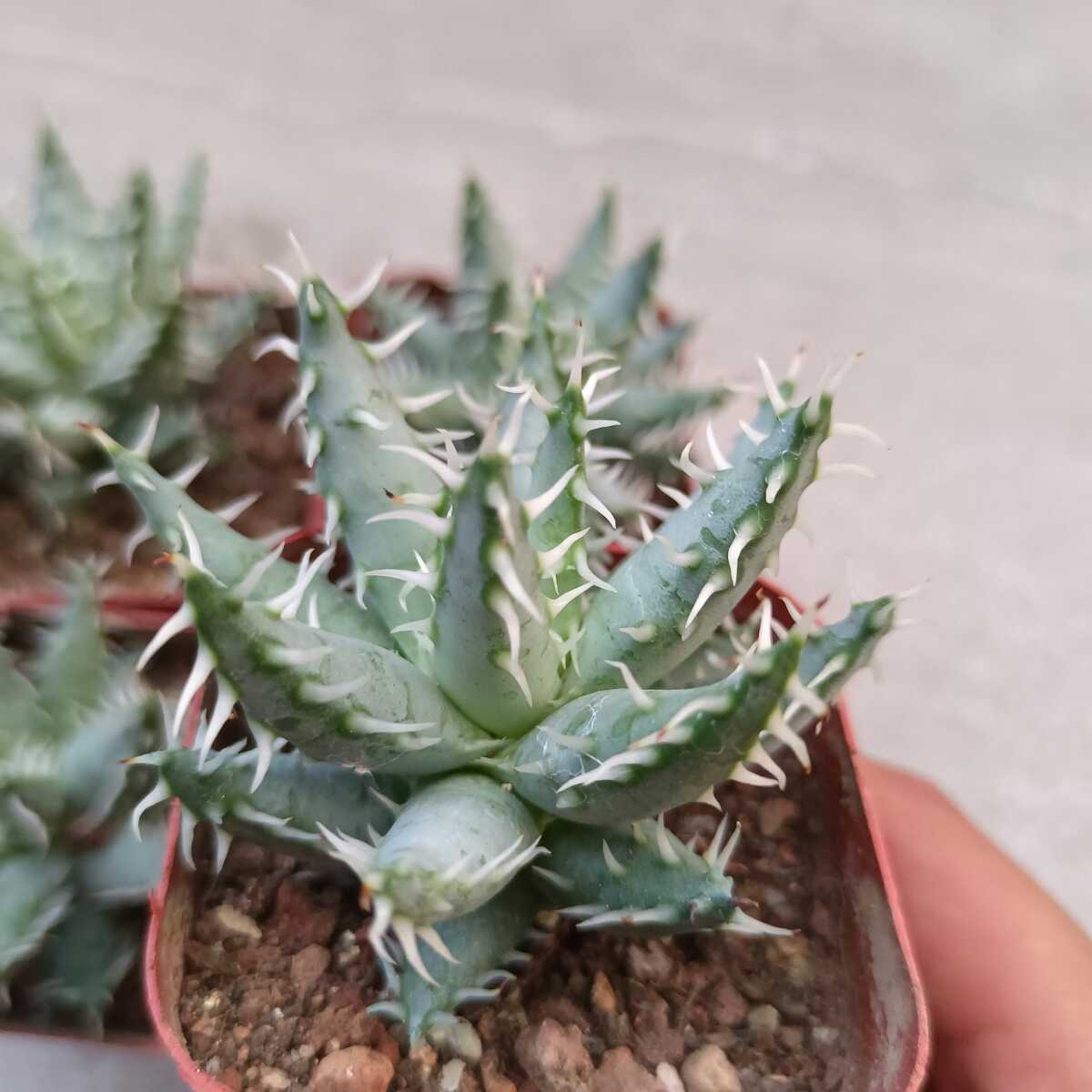 多肉植物 アロエ エリナケア Aloe erinacea 4株セット _画像2