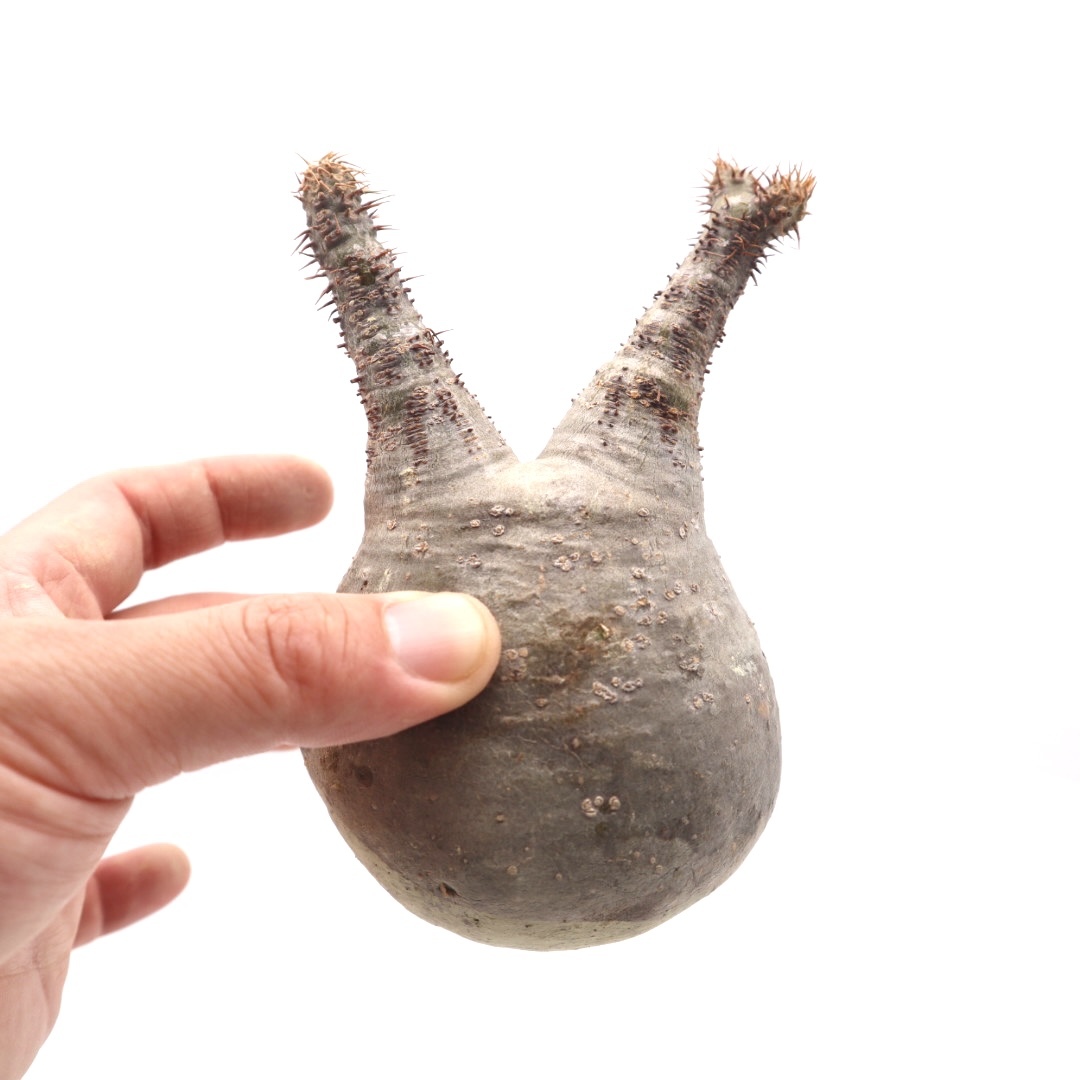 P2207-902 パキポディウム グラキリス Pachypodium rosulatum var