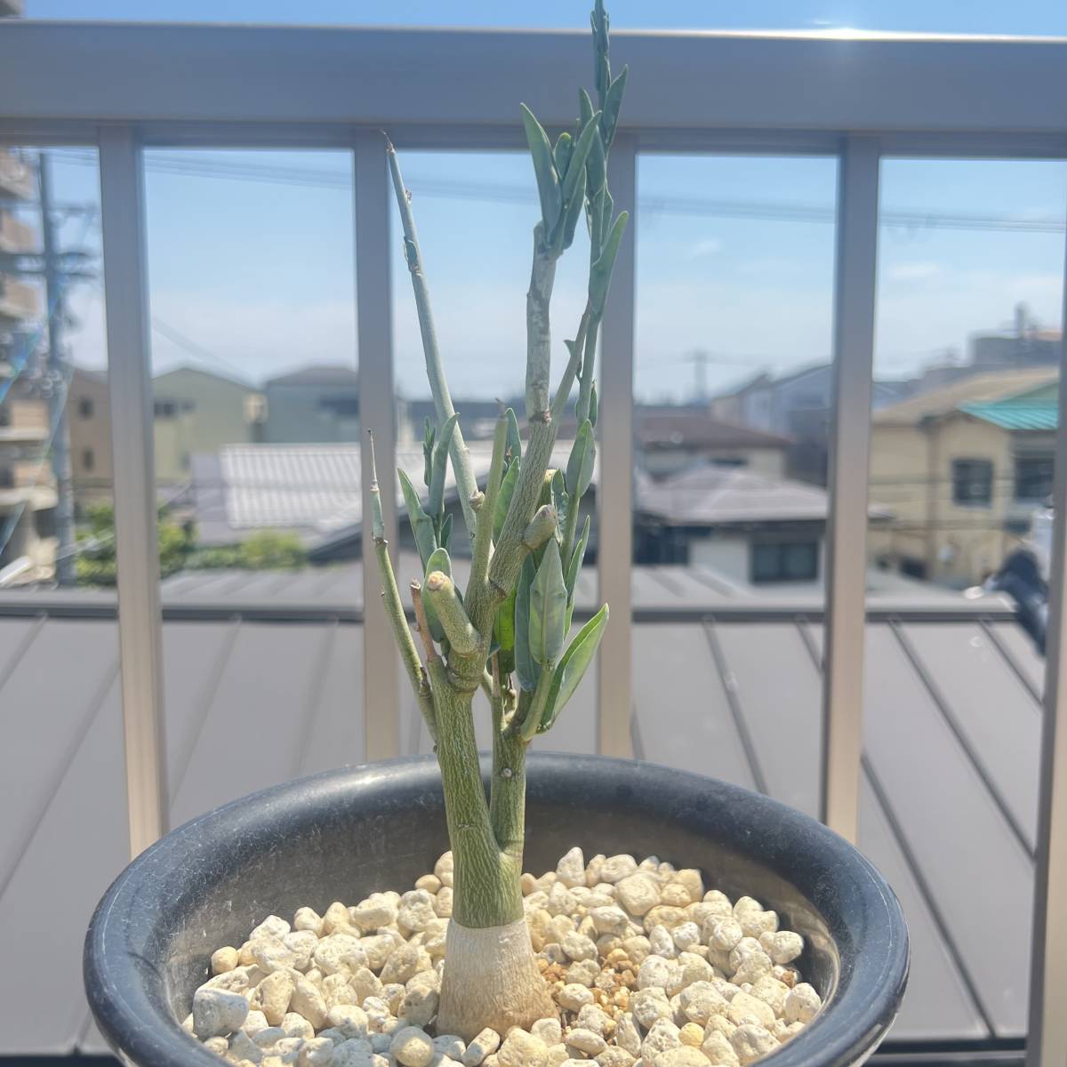 Adenia pechuelii アデニア ペチュエリー 実生 雌木 バリー Adenia pechuelii アデニア ペチュエリー 実生 雌木 バリー