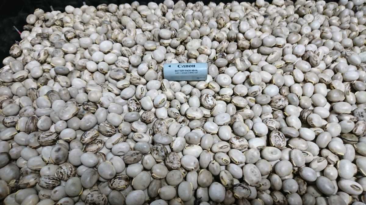ムクナ豆(八升豆),1500g | bergosafety.com.br