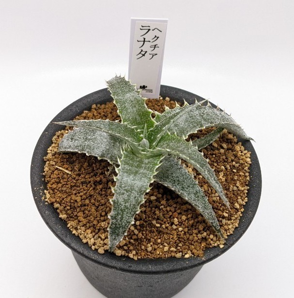 ヘクチア ラナータ Hechtia lanata ブロメリア科|Yahoo!フリマ ヘクチア ラナータ Hechtia lanata ブロメリア科|Yahoo!フリマ