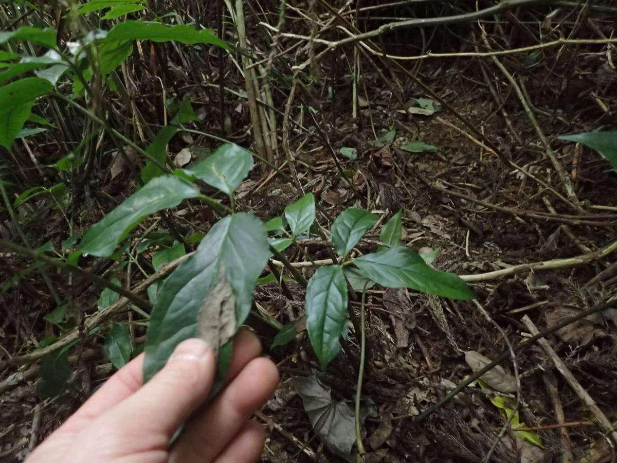 KSB:Arisaema grapsospadix台湾標高1800m産実生株_現地での生え方はこんな感じ