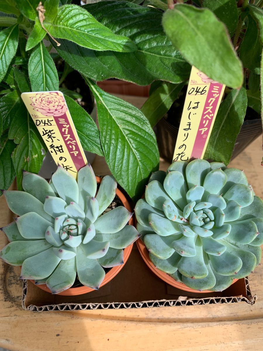 おらいさん苗 ミックスベリア 045 046 紫紺の矢 始まりの花 札付き