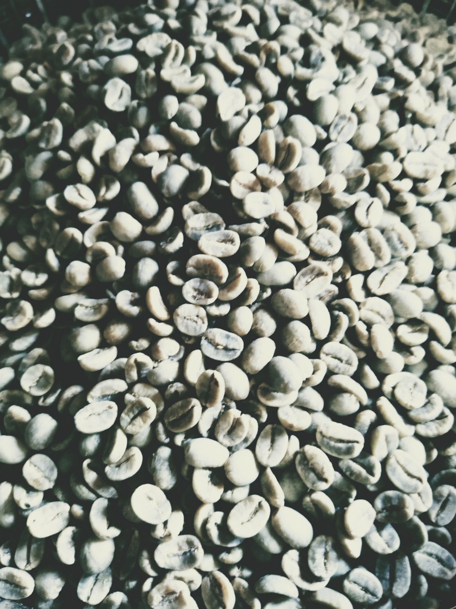 珈琲生豆　ジャワアラビカジャンビット農園　1kg コーヒー豆