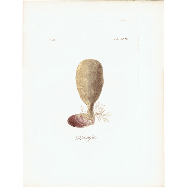 海洋生物 モクヨクカイメン（Spongia）のイギリスアンティークプリント 博物画｜0111