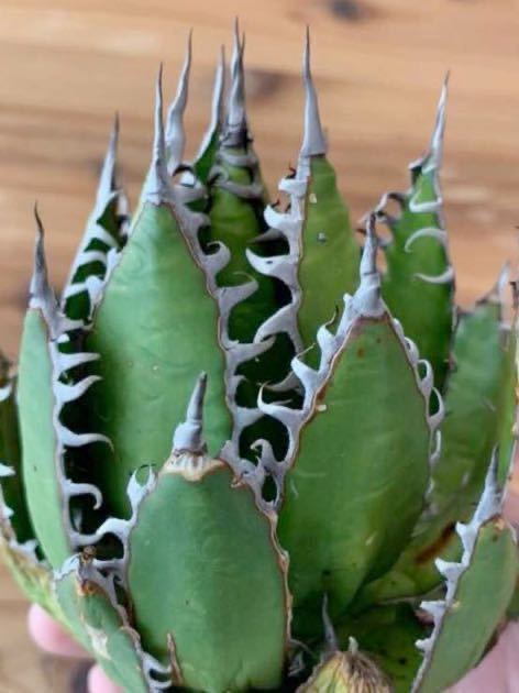 アガベ超優良 3ヘッド Special clone agave horrida アガベ アガベ超優良 3ヘッド Special clone agave horrida アガベ