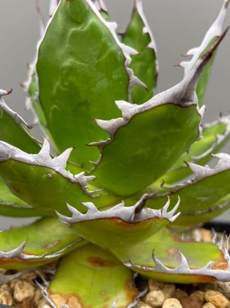 アガベ ホリダ agabe 短葉 太めの鋸歯 実生の株 (検索: 多肉植物 アガベ ホリダ agabe 短葉 太めの鋸歯 実生の株 (検索: 多肉植物