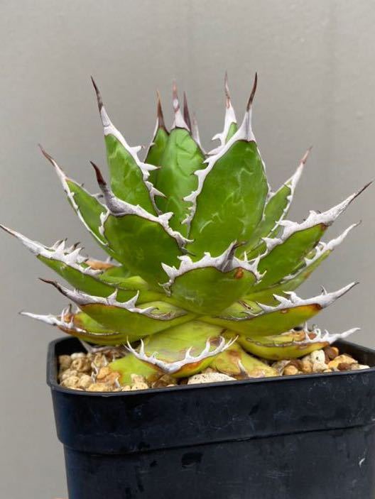 アガベ ホリダ agabe 短葉 太めの鋸歯 実生の株 (検索: 多肉植物 アガベ ホリダ agabe 短葉 太めの鋸歯 実生の株 (検索: 多肉植物
