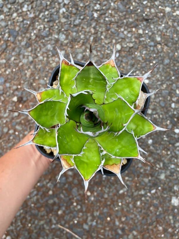 アガベ ホリダ agabe 短葉 太めの鋸歯 実生の株 (検索: 多肉植物 アガベ ホリダ agabe 短葉 太めの鋸歯 実生の株 (検索: 多肉植物