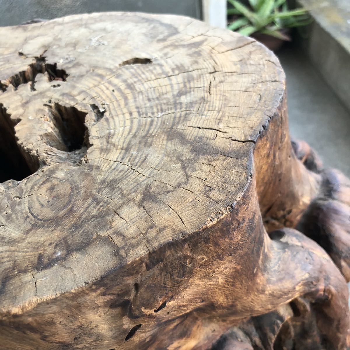木の切り株 オブジェ 置物 木 鉢置き 台 昭和 年代物 木の根 和 和室 