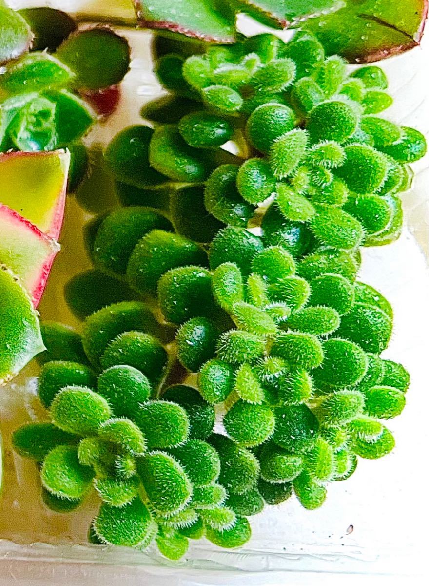 ☆ミロッキー様専用☆多肉植物アエオニウムセット