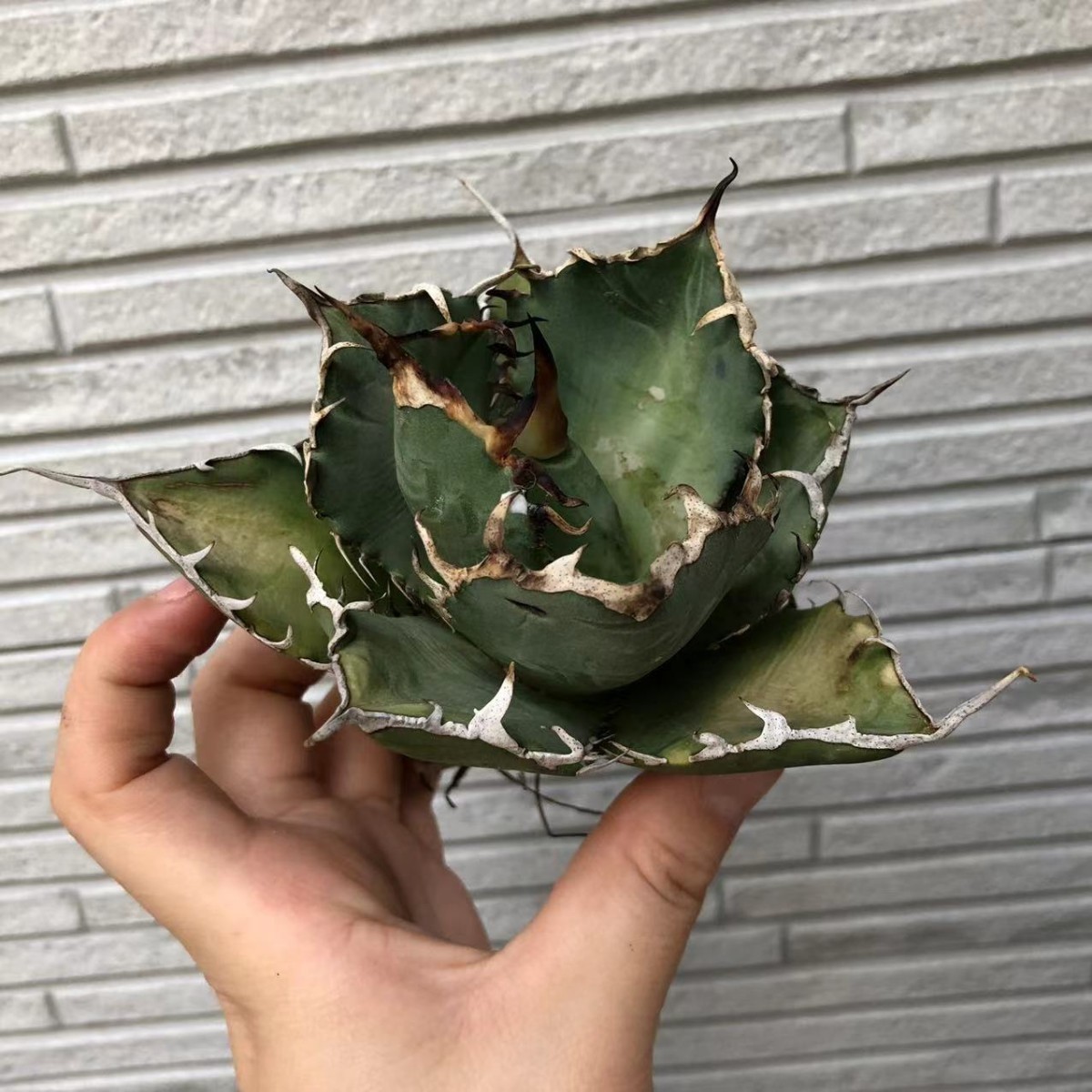 多肉植物アガベ チタノタ白鯨 狂刺し cnema.fr