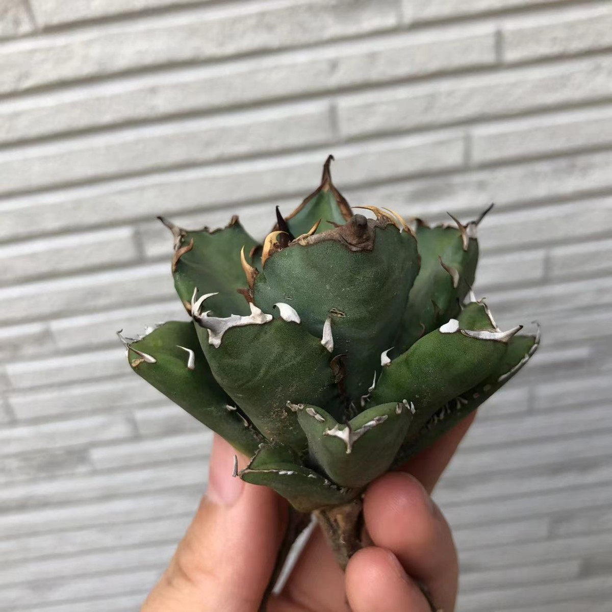多肉植物 【特選】アガベ チタノタ 丸い叶姫厳竜強棘|Yahoo 多肉植物 【特選】アガベ チタノタ 丸い叶姫厳竜強棘|Yahoo