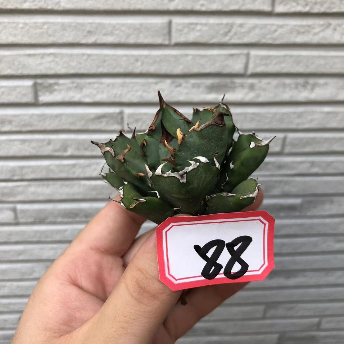 多肉植物 【特選】アガベ チタノタ 丸い叶姫厳竜強棘|Yahoo 多肉植物 【特選】アガベ チタノタ 丸い叶姫厳竜強棘|Yahoo