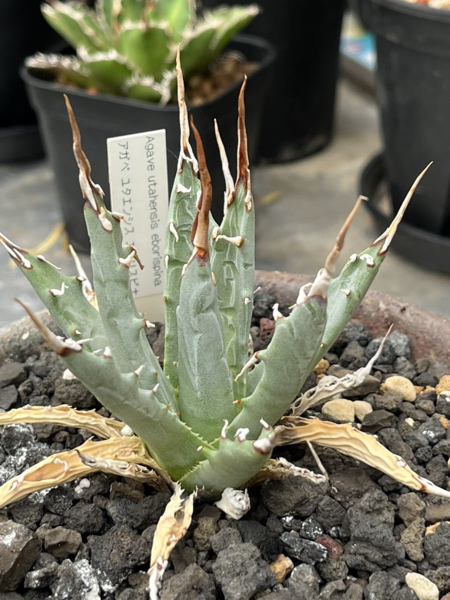 アガベ ユタエンシス エボリスピナ/Agave utahensis eborispina 発根済