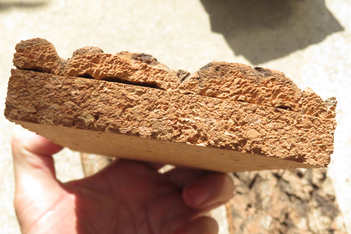 1枚　特殊コルク　2層　樹皮　コルク板　10×20ｃｍ（厚約15-30ｍｍ）洋蘭　ビカクシダ　platycerium　小型　ビカクシダ　ラン　コルク_画像4