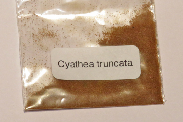 Cyathea truncata　木生シダ　胞子約100粒　（R19）_画像1