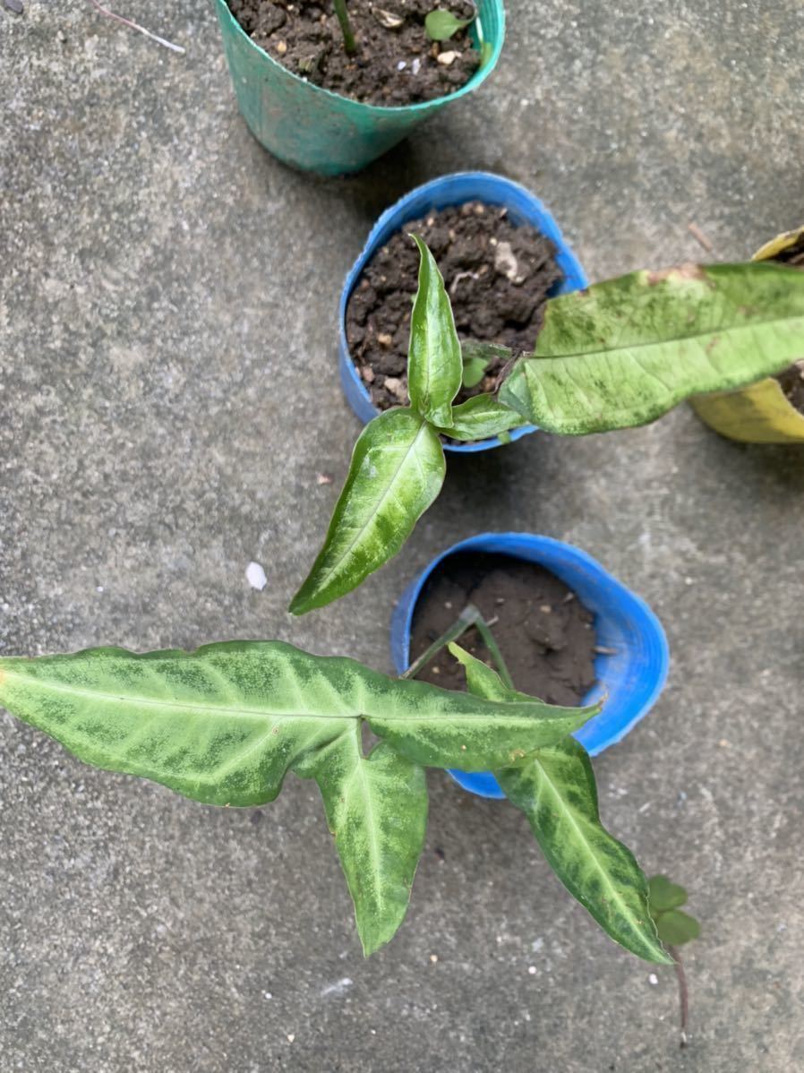 クワズイモ科 シンゴニウム 土無し 小ぶり 観葉植物 大きな取引 観葉植物 クワズイモ科 シンゴニウム 土無し 小ぶり 観葉植物 大きな取引 観葉植物