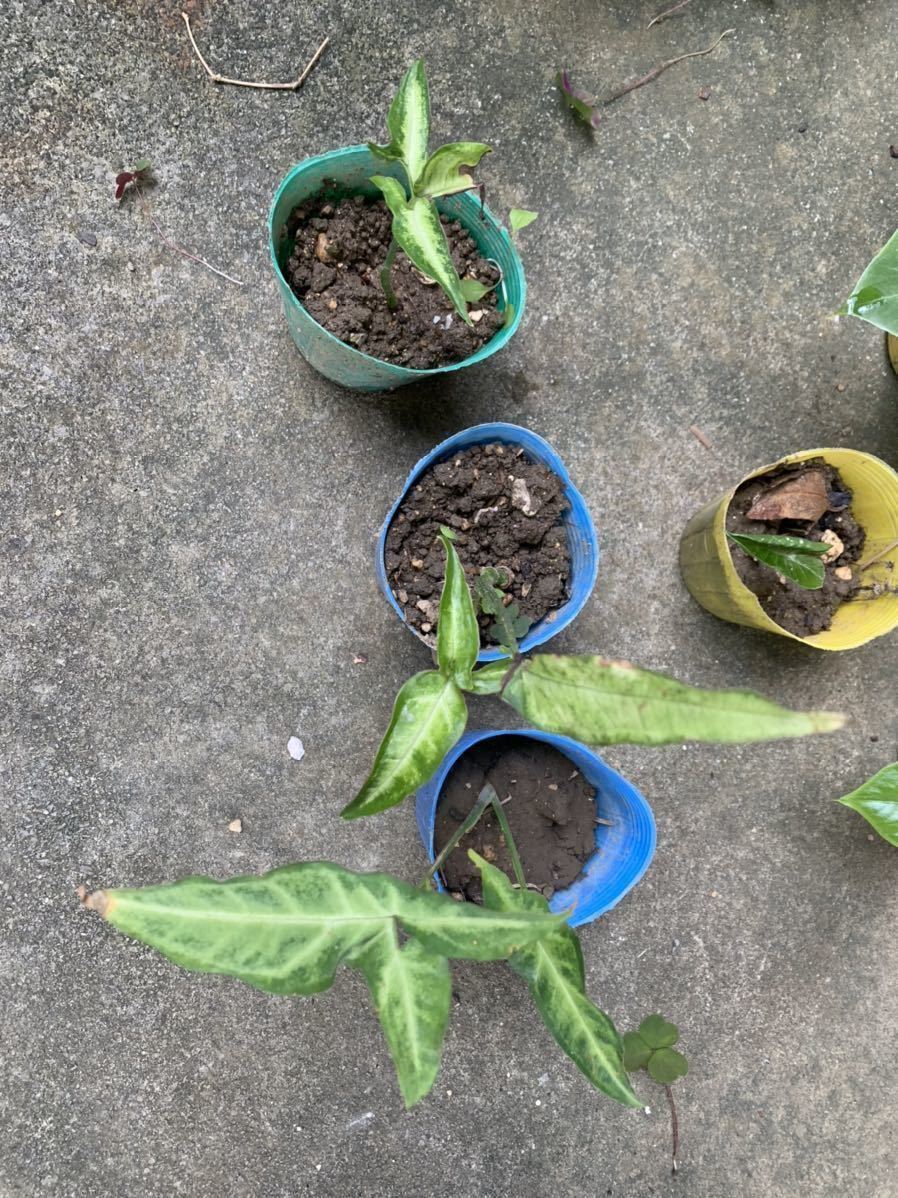 クワズイモ科 シンゴニウム 土無し 小ぶり 観葉植物 値下げ 観葉植物 クワズイモ科 シンゴニウム 土無し 小ぶり 観葉植物 値下げ 観葉植物