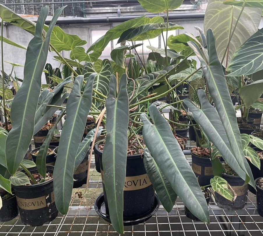 非常希少Philodendron “Spiritus sancti” フィロデンドロン 非常希少Philodendron “Spiritus sancti” フィロデンドロン