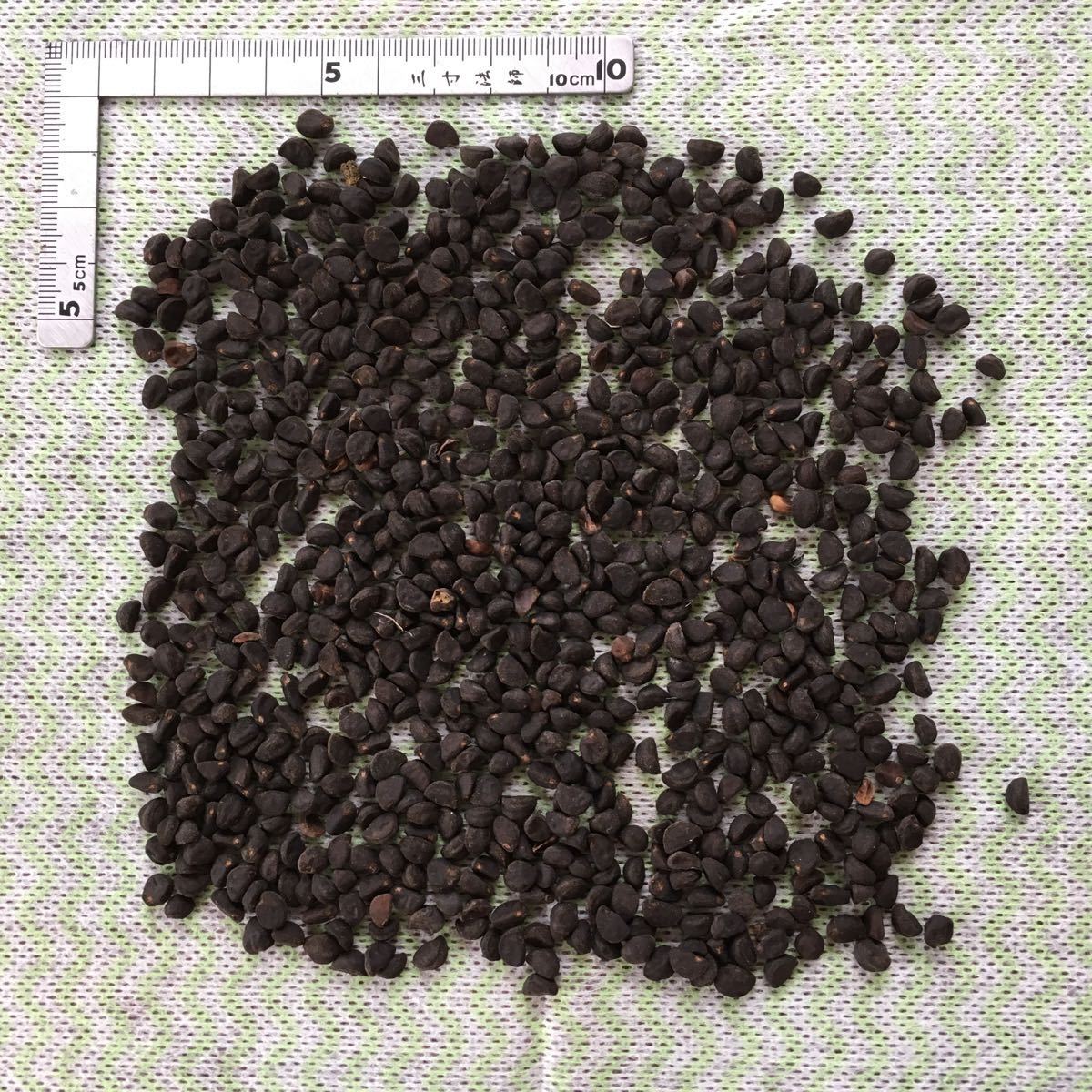 朝顔の種 ピンク 40g_画像3