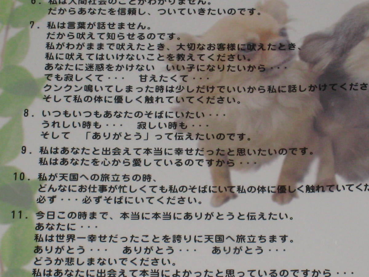  нераспечатанный #DVD[ Morita . love собака .. краб ... поэтому. воспитание закон . собака. здесь Chan 3 час 18 минут сбор ] животное / собака / собака / собака футболка / домашнее животное #