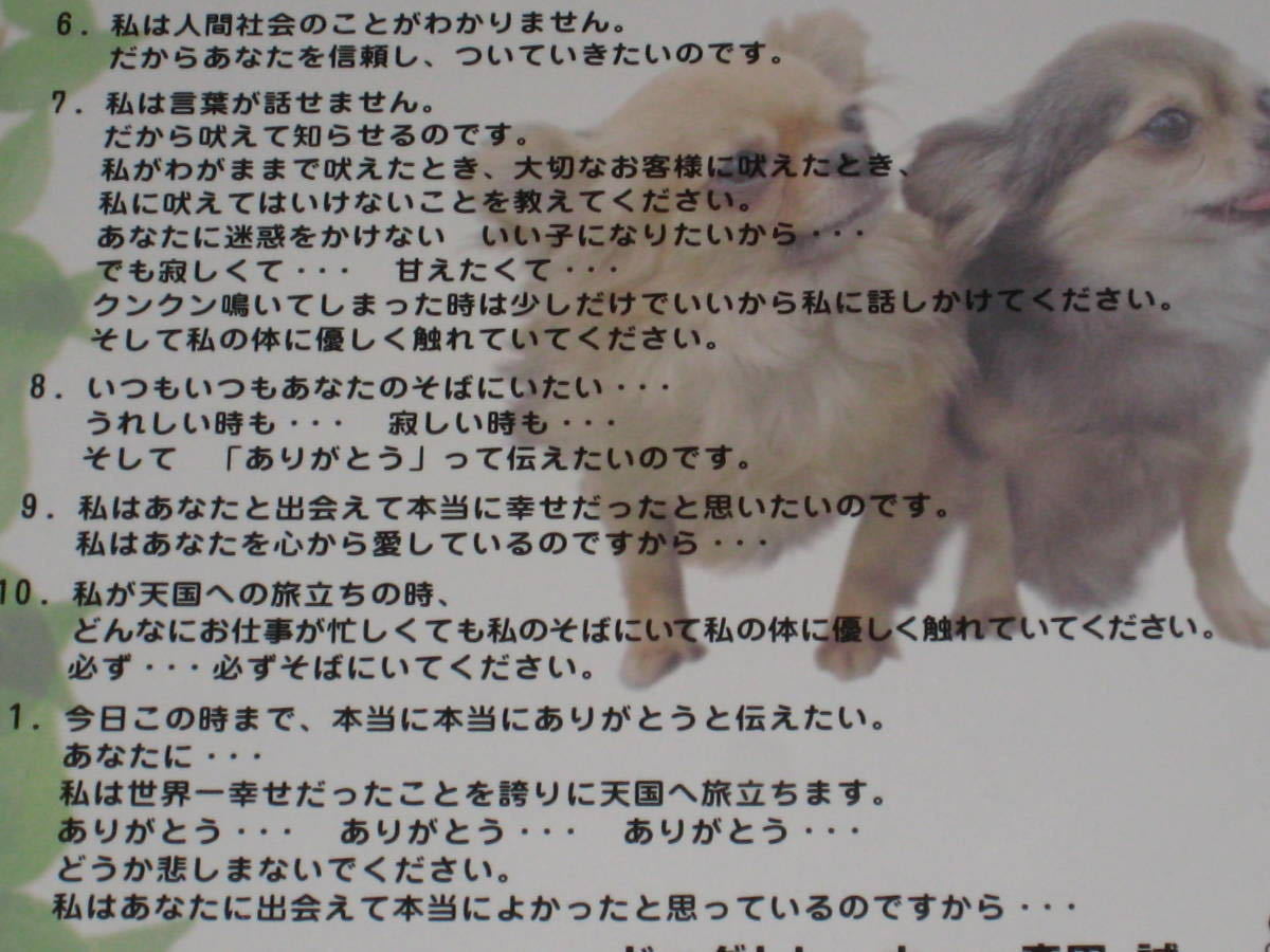 ■DVD「森田誠 愛犬と豊かに暮らすためのしつけ法 柴犬のタカコちゃん 58分収録」動物/犬/イヌ/ドッグトレーナー/ペット■_画像7