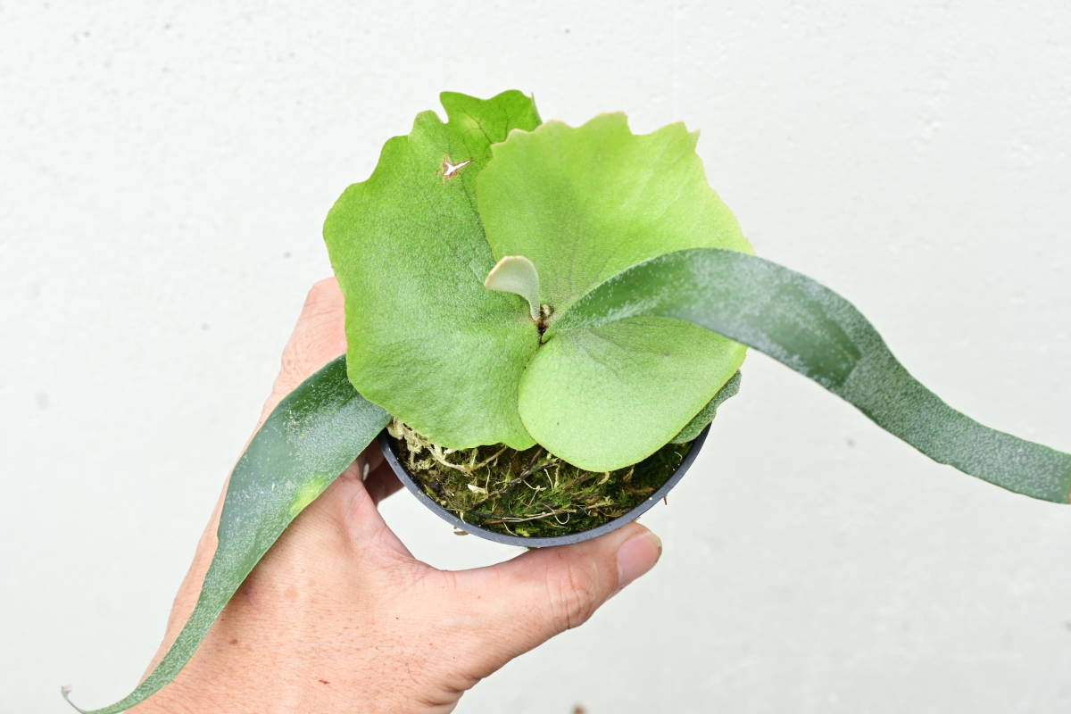 P.willinckii 'Dwarf Tatsuta'② @bikamori.com ビカクシダ P.willinckii 'Dwarf Tatsuta'② @bikamori.com ビカクシダ