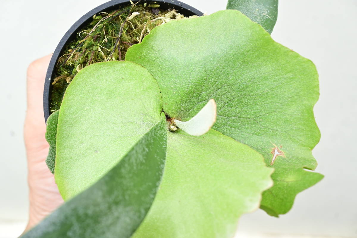 P.willinckii 'Dwarf Tatsuta'② @bikamori.com ビカクシダ P.willinckii 'Dwarf Tatsuta'② @bikamori.com ビカクシダ