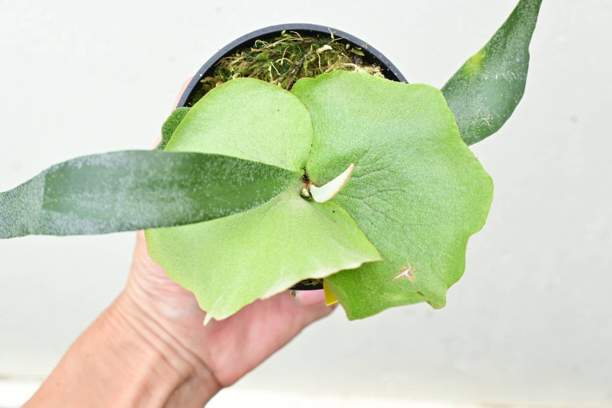 P.willinckii 'Dwarf Tatsuta'② @bikamori.com ビカクシダ P.willinckii 'Dwarf Tatsuta'② @bikamori.com ビカクシダ