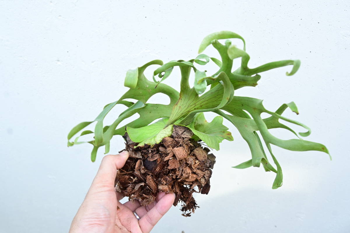 P.coronarium cv.white @bikamori.com コロナリウム ビカクシダ