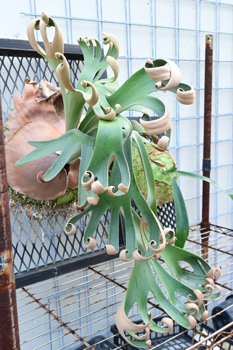 P.Foongsiqi⑤ @bikamori.com フーンシキ ビカクシダ 観葉植物 P.Foongsiqi⑤ @bikamori.com フーンシキ ビカクシダ 観葉植物
