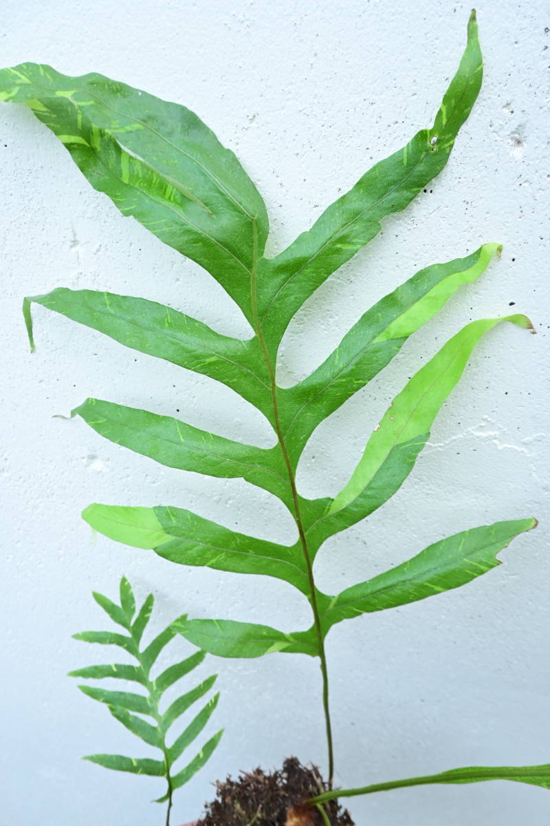 Drynaria quercifolia variegated @bikamori ドリナリア斑入り シダ Drynaria quercifolia variegated @bikamori ドリナリア斑入り シダ