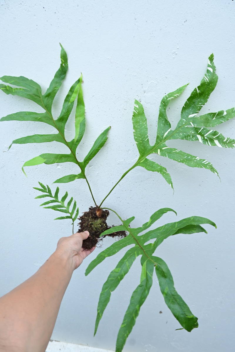 Drynaria quercifolia variegated @bikamori ドリナリア斑入り シダ