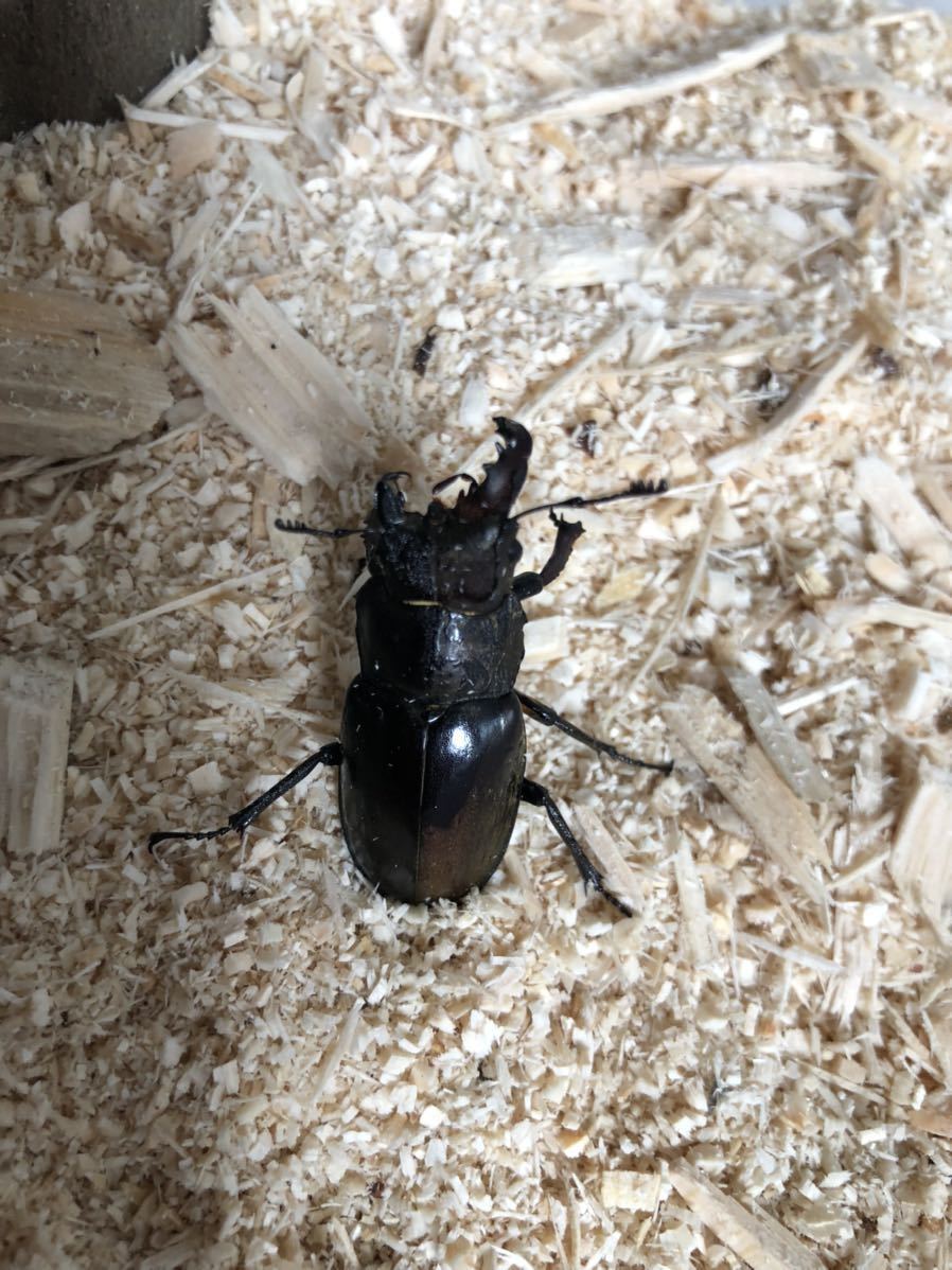 ミヤマクワガタ 雄雌同体?モザイク? 希少?北海道 道央 ミヤマクワガタ 雄雌同体?モザイク? 希少?北海道 道央
