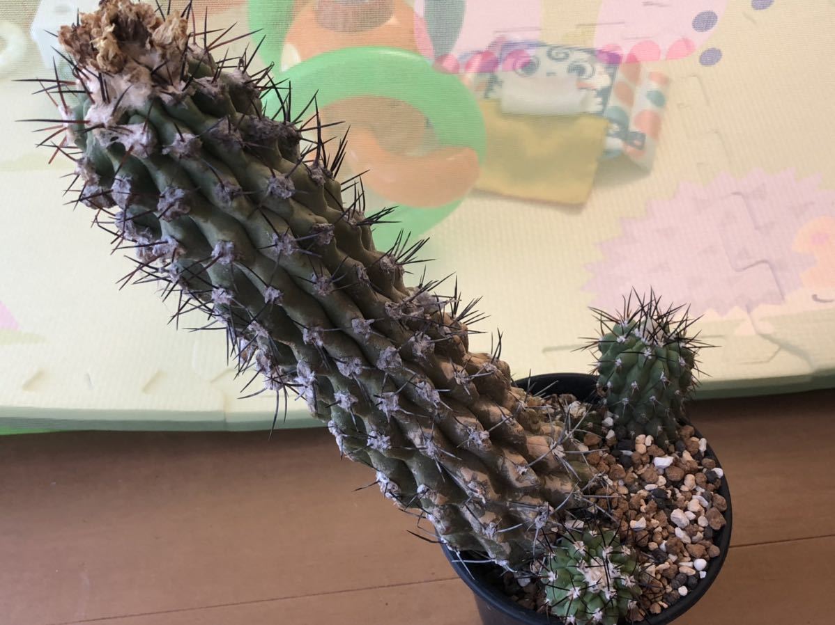 Yahoo!オークション - サボテン コピアポア モンタナ 多肉植物 Yahoo!オークション - サボテン コピアポア モンタナ 多肉植物