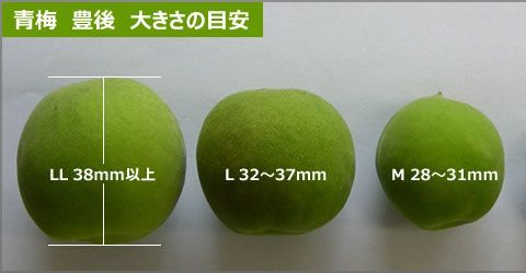 ◆青梅「豊後梅」青森県産　Lサイズ　５Kｇ～　【チルド便】着払い_画像5