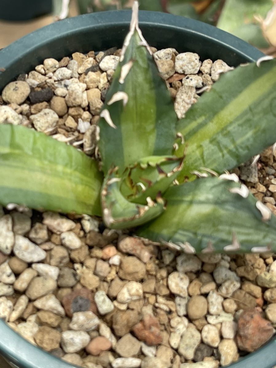 多肉植物。アガベチタノタ縞中斑選抜極上株|代購幫 多肉植物。アガベチタノタ縞中斑選抜極上株|代購幫