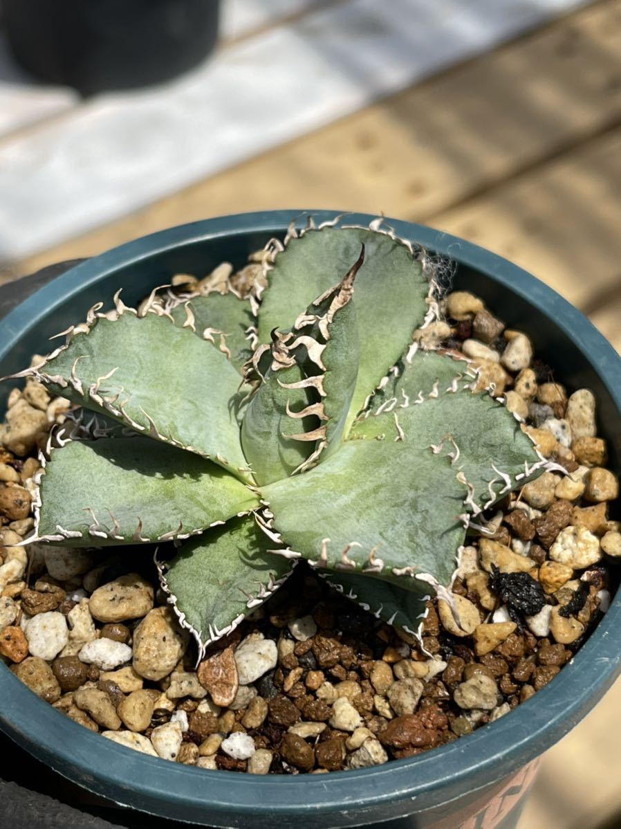 多肉植物アガベ チタノタ フィリグリー 極上株 bpsilhk-kuok.org
