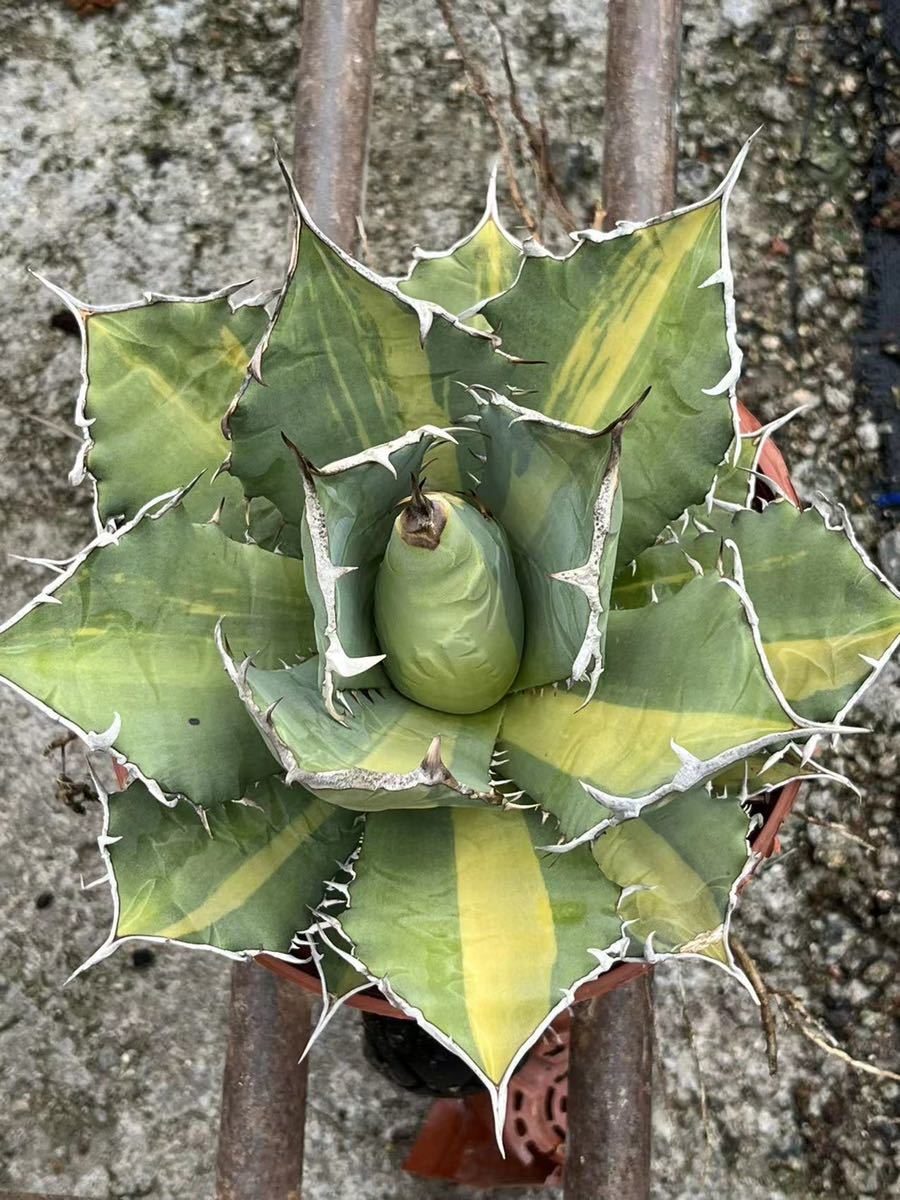 多肉植物。アガベチタノタ縞中斑選抜極上株|代購幫 多肉植物。アガベチタノタ縞中斑選抜極上株|代購幫