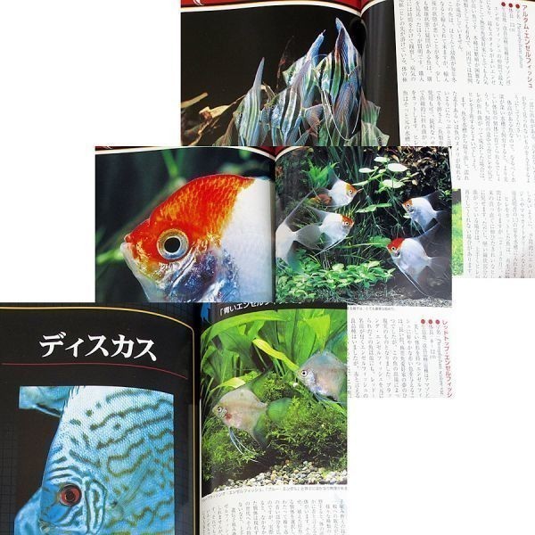* beautiful goods stock 1 immediate payment * The *sik lid l tropical fish popular kind illustrated reference book feature breeding breeding law discus enzeru fish appreciation fish child rearing make fish #d