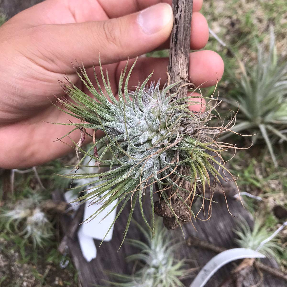 Tillandsia ionantha 12株セット チランジア | contifarma.pe