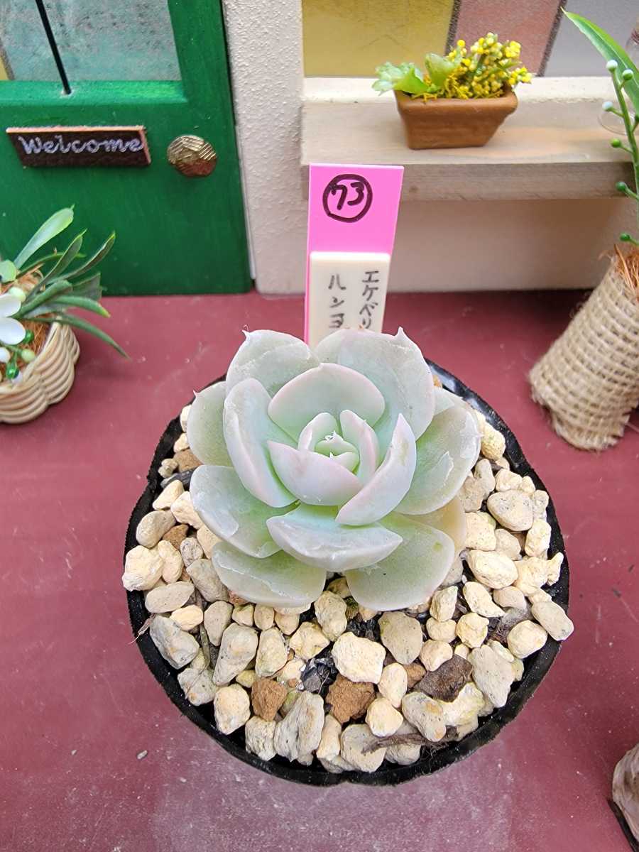 多肉植物 エケベリア属 ルンヨニー 秋から冬に葉が白く紅葉し 多肉植物 エケベリア属 ルンヨニー 秋から冬に葉が白く紅葉し